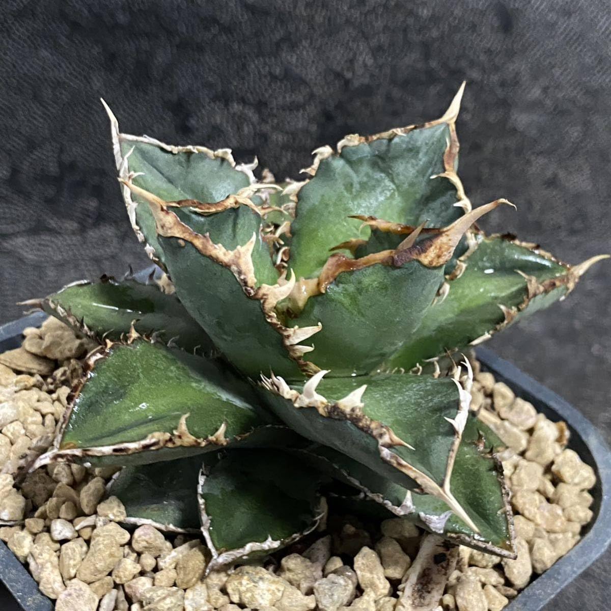 Amazon.co.jp: 多肉植物 アガベ チタノタ 狼人 美株 発根済